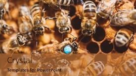  Presentation with queen bee - Audience pleasing PPT theme consisting of honey-bees-and-queen-bee backdrop and a red colored foreground