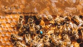  Presentation with queen bee - Beautiful slide deck featuring honey-bees-and-queen-bee backdrop and a red colored foreground