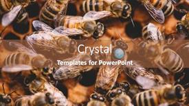  Presentation with queen bee - Presentation design with honey-bees-and-queen-bee background and a red colored foreground