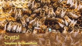  Presentation with queen bee - Slide set enhanced with honey-bees-and-queen-bee background and a tawny brown colored foreground