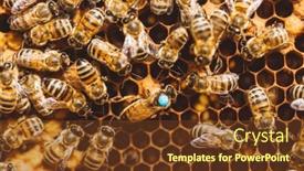  Presentation with queen bee - Cool new PPT theme with honey-bees-and-queen-bee backdrop and a tawny brown colored foreground