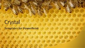  Presentation with honey bee - Amazing PPT layouts having honey bees border backdrop and a gold colored foreground