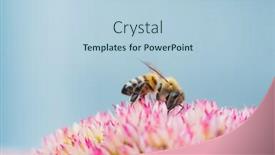  Presentation with pollen - Beautiful PPT theme featuring honey-bees-collect-pollen backdrop and a light blue colored foreground