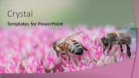  Presentation with pollen - Presentation theme having honey-bees-collect-pollen background and a light gray colored foreground