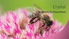  Presentation with pollen - Amazing presentation having honey-bees-collect-pollen backdrop and a yellow colored foreground
