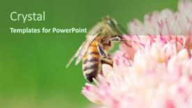  Presentation with pollen - Audience pleasing slides consisting of honey-bees-collect-pollen backdrop and a forest green colored foreground
