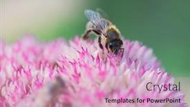  Presentation with pollen - Slides consisting of honey-bees-collect-pollen background and a lemonade colored foreground