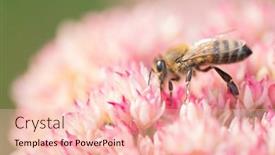  Presentation with pollen - Audience pleasing PPT theme consisting of honey-bees-collect-pollen backdrop and a lemonade colored foreground