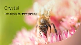  Presentation with pollen - Presentation theme consisting of honey-bees-collect-pollen background and a yellow colored foreground