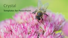  Presentation with pollen - Slide set consisting of honey-bees-collect-pollen background and a mint green colored foreground