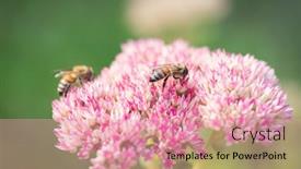  Presentation with pollen - Beautiful PPT theme featuring honey-bees-collect-pollen backdrop and a coral colored foreground