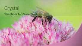  Presentation with pollen - Cool new slides with honey-bees-collect-pollen backdrop and a seafoam green colored foreground