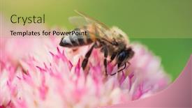  Presentation with pollen - Slides having honey-bees-collect-pollen background and a yellow colored foreground