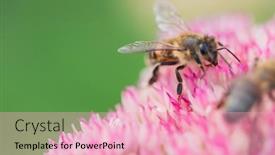  Presentation with pollen - Slide deck featuring honey-bees-collect-pollen background and a lemonade colored foreground
