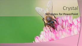  Presentation with pollen - Audience pleasing PPT theme consisting of honey-bees-collect-pollen backdrop and a lemonade colored foreground