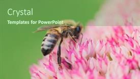  Presentation with pollen - Presentation theme consisting of honey-bees-collect-pollen background and a tawny brown colored foreground