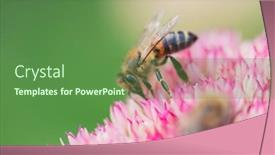  Presentation with pollen - Presentation theme enhanced with honey-bees-collect-pollen background and a tawny brown colored foreground