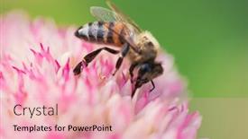  Presentation with pollen - Amazing slides having honey-bees-collect-pollen backdrop and a lemonade colored foreground