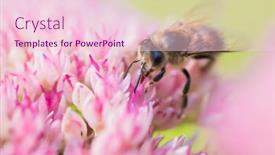  Presentation with pollen - Presentation theme having honey-bees-collect-pollen background and a lemonade colored foreground