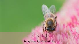  Presentation with pollen - Cool new PPT layouts with honey-bees-collect-pollen backdrop and a coral colored foreground