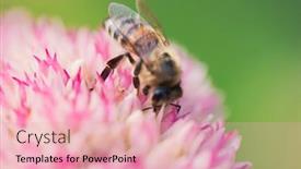  Presentation with pollen - Cool new theme with honey-bees-collect-pollen backdrop and a lemonade colored foreground