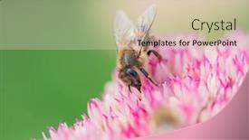 Presentation with pollen - PPT layouts consisting of honey-bees-collect-pollen background and a soft green colored foreground
