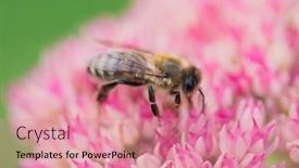  Presentation with pollen - Beautiful theme featuring honey-bees-collect-pollen backdrop and a coral colored foreground