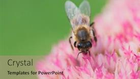  Presentation with pollen - Colorful presentation theme enhanced with honey-bees-collect-pollen backdrop and a coral colored foreground