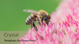  Presentation with pollen - Slide deck having honey-bees-collect-pollen background and a coral colored foreground