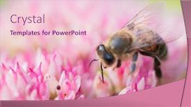  Presentation with pollen - Presentation design enhanced with honey-bees-collect-pollen background and a lemonade colored foreground