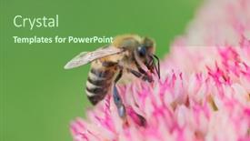  Presentation with pollen - Beautiful slide set featuring honey-bees-collect-pollen backdrop and a tawny brown colored foreground