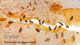  Presentation with honey - Theme consisting of honey-bees-eating-honey background and a coral colored foreground