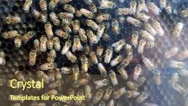 Presentation with honey bee hive - Colorful slide set enhanced with honey bees honey bee hive backdrop and a tawny brown colored foreground