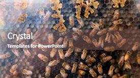  Presentation with wax - Audience pleasing PPT theme consisting of honey bees honey bee hive backdrop and a violet colored foreground