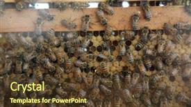  Presentation with honey bee hive - Slide set featuring honey bees honey bee hive background and a tawny brown colored foreground
