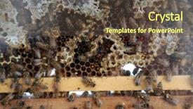  Presentation with honey bee hive - Cool new slide deck with honey bees honey bee hive backdrop and a tawny brown colored foreground
