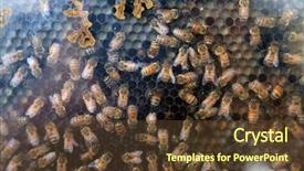  Presentation with honey bee hive - PPT theme enhanced with honey bees honey bee hive background and a tawny brown colored foreground