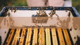  Presentation with honey - Audience pleasing slide deck consisting of honey-bees-inside-their-hive backdrop and a coral colored foreground