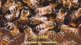  Presentation with honeycomb - Beautiful presentation theme featuring honey-bees-on-honeycomb-work backdrop and a tawny brown colored foreground