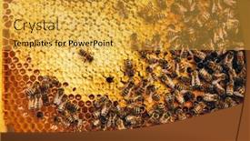  Presentation with honeycomb - Colorful slide set enhanced with honey-bees-on-honeycomb-work backdrop and a gold colored foreground