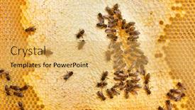  Presentation with honeycomb - Audience pleasing PPT theme consisting of honey-bees-on-honeycomb-work backdrop and a yellow colored foreground