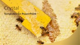  Presentation with honeycomb - Cool new slide deck with honey-bees-on-honeycomb-work backdrop and a yellow colored foreground