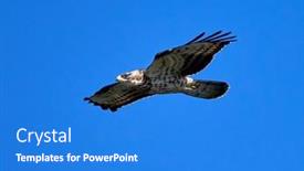  Presentation with honey - Beautiful slide deck featuring honey-buzzard-pernis-apivorus-flying backdrop and a cobalt blue colored foreground
