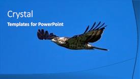  Presentation with honey - Audience pleasing PPT layouts consisting of honey-buzzard-pernis-apivorus-flying backdrop and a cobalt blue colored foreground