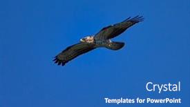  Presentation with honey - Colorful slides enhanced with honey-buzzard-pernis-apivorus-flying backdrop and a teal colored foreground