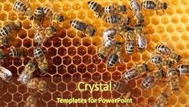  Presentation with honey - Beautiful theme featuring honey cells and working bees backdrop and a tawny brown colored foreground