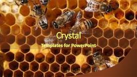  Presentation with cells - Beautiful slides featuring honey cells and working bees backdrop and a tawny brown colored foreground