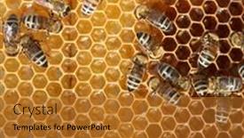  Presentation with cells - 