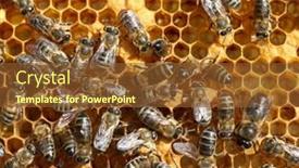  Presentation with cells - 