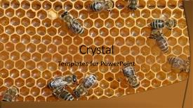  Presentation with comb bee - Cool new theme with honey comb and a bee backdrop and a gold colored foreground